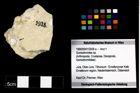 Foto (Objekt + Etikett) von Goniodromites sp.  (NHMW-GEO-1990-0041-2928a)